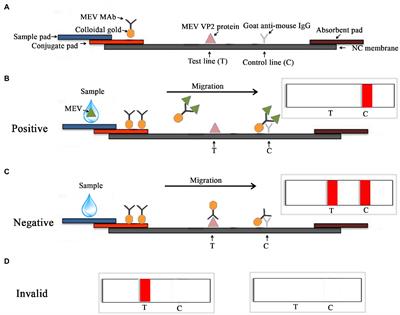 Development of an Immunochromatographic Strip for Rapid Detection of Mink Enteritis Virus